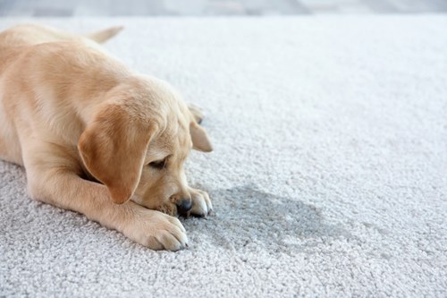 puppy smelling a urine stain in carpet in Napa CA