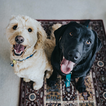 Two dogs on a carpet